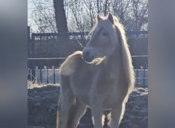 Haflinger, Hengst, 2 Jahre