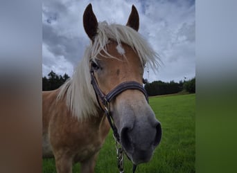 Haflinger, Hengst, 2 Jahre