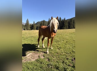 Haflinger, Hengst, 2 Jahre