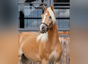 Haflinger, Hengst, 2 Jahre, Fuchs