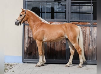 Haflinger, Hengst, 2 Jahre, Fuchs