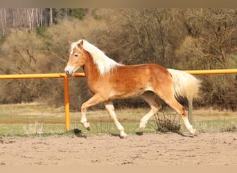 Haflinger, Hengst, 2 Jahre, Fuchs