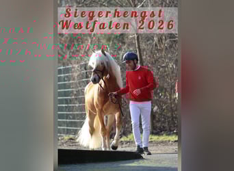 Haflinger, Hengst, 3 Jaar, 145 cm, Vos