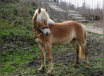 Haflinger, Hengst, 3 Jaar, 145 cm, Vos