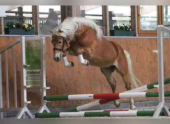 Haflinger, Hengst, 3 Jaar, 147 cm, Vos