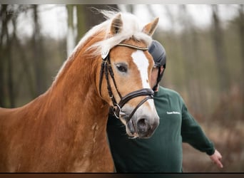 Haflinger, Hengst, 3 Jaar, 148 cm