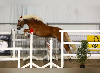 Haflinger, Hengst, 3 Jaar, 149 cm