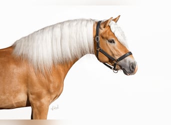 Haflinger, Hengst, 3 Jaar, 149 cm, Vos