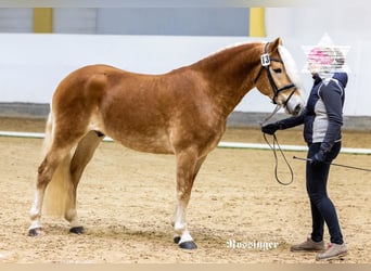 Haflinger, Hengst, 3 Jaar, 150 cm