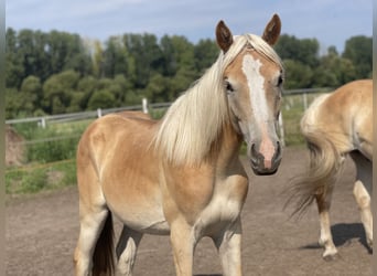 Haflinger, Hengst, 3 Jaar, 152 cm