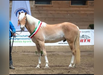 Haflinger, Hengst, 3 Jaar, 153 cm