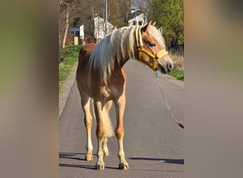 Haflinger, Hengst, 3 Jaar, 153 cm, Palomino