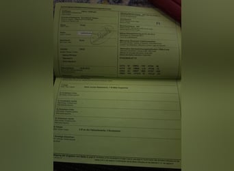 Haflinger, Hengst, 3 Jaar