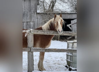 Haflinger, Hengst, 3 Jaar, Vos