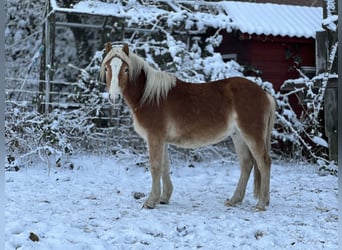 Haflinger, Hengst, 3 Jaar, Vos