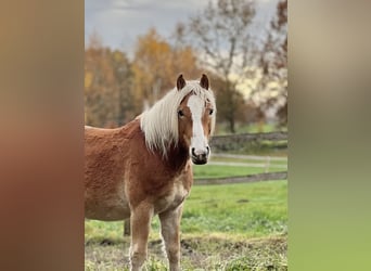 Haflinger, Hengst, 3 Jaar, Vos