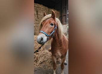 Haflinger, Hengst, 3 Jahre, 144 cm, Fuchs