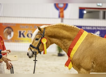 Haflinger, Hengst, 3 Jahre, 145 cm, Fuchs