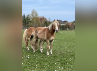 Haflinger, Hengst, 3 Jahre, 146 cm, Fuchs