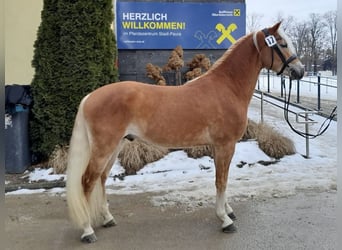 Haflinger, Hengst, 3 Jahre, 146 cm, Fuchs