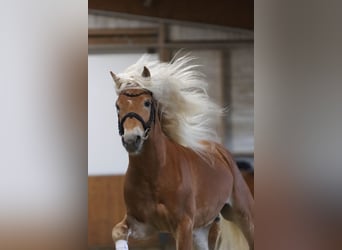 Haflinger, Hengst, 3 Jahre, 147 cm, Fuchs