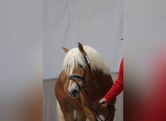 Haflinger, Hengst, 3 Jahre, 149 cm, Fuchs