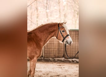 Haflinger, Hengst, 3 Jahre, 150 cm, Fuchs
