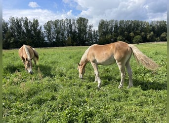 Haflinger, Hengst, 3 Jahre, 152 cm