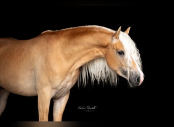 Haflinger, Hengst, 3 Jahre, 152 cm, Fuchs