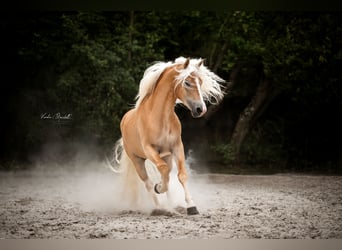 Haflinger, Hengst, 3 Jahre, 152 cm, Fuchs