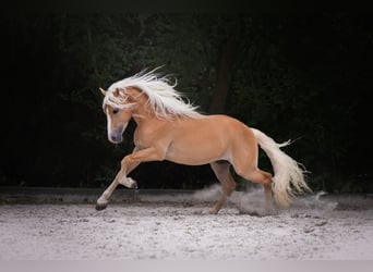 Haflinger, Hengst, 3 Jahre, 152 cm, Fuchs