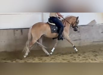 Haflinger, Hengst, 3 Jahre, 152 cm, Fuchs