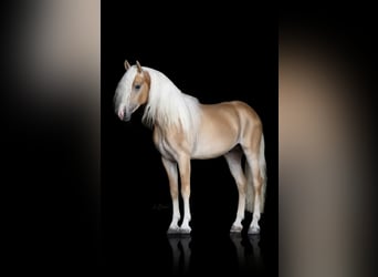 Haflinger, Hengst, 3 Jahre, 152 cm, Fuchs