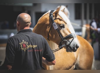Haflinger, Hengst, 3 Jahre, 152 cm, Fuchs