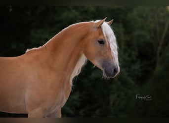 Haflinger, Hengst, 3 Jahre, 152 cm, Fuchs