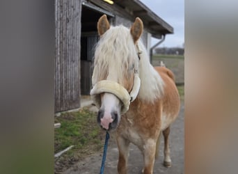 Haflinger, Hengst, 3 Jahre, 153 cm, Fuchs