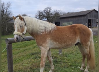 Haflinger, Hengst, 3 Jahre, 153 cm, Fuchs