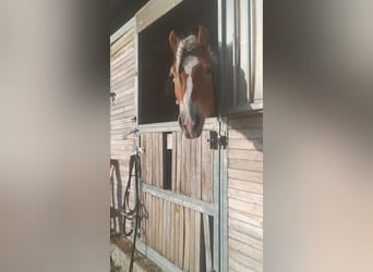 Haflinger, Hengst, 3 Jahre, 155 cm, Fuchs