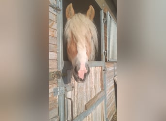 Haflinger, Hengst, 3 Jahre, 155 cm, Fuchs