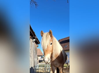 Haflinger, Hengst, 3 Jahre