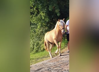 Haflinger, Hengst, 3 Jahre