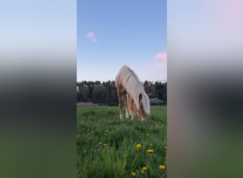 Haflinger, Hengst, 3 Jahre