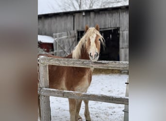 Haflinger, Hengst, 3 Jahre, Fuchs