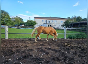 Haflinger, Hengst, 4 Jaar, 151 cm, Vos