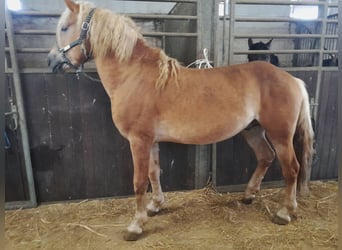 Haflinger, Hengst, 4 Jaar, 155 cm, Vos