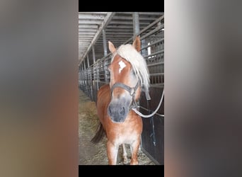 Haflinger, Hengst, 4 Jaar, 155 cm, Vos