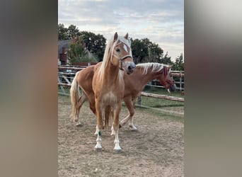 Haflinger, Hengst, 4 Jaar, 161 cm, Vos