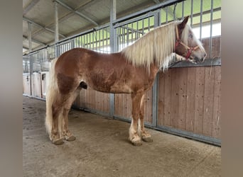 Haflinger, Hengst, 4 Jahre, 145 cm, Fuchs