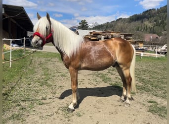 Haflinger, Hengst, 4 Jahre, 150 cm, Fuchs