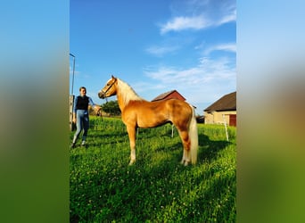 Haflinger, Hengst, 4 Jahre, 150 cm, Fuchs